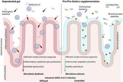 Nutrients, herbal bioactive derivatives and commensal microbiota as tools to lower the risk of SARS-CoV-2 infection